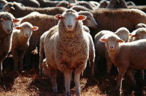 ‘Lã-rica’: Ovelhas comem 100 kg de maconha e o resultado foi inacreditável