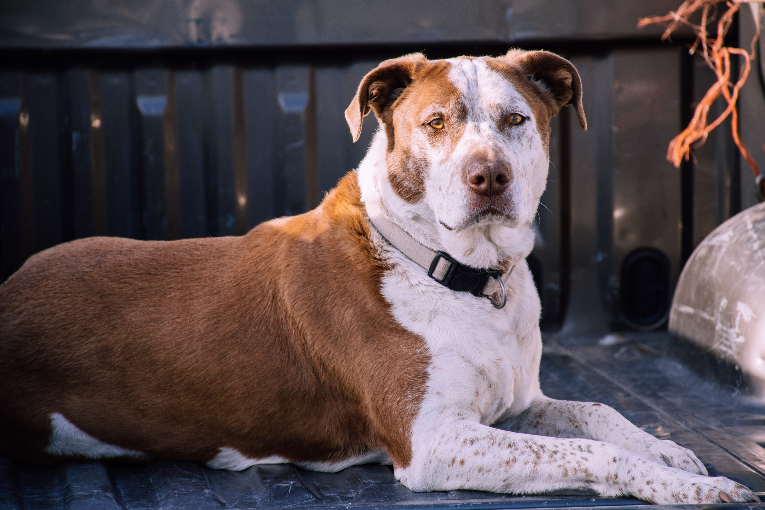 Questão de segurança: 6 raças de cães são proibidas ao redor do mundo