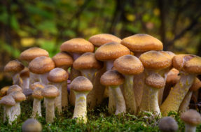 Em alerta: fungo mortal está se espalhando rapidamente no mundo; entenda