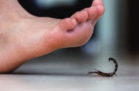 Época de reprodução: saiba como evitar os temidos escorpiões em casa