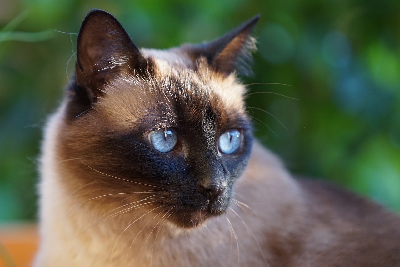 Saiba por que os gatos siameses e sialatas têm as extremidades do corpo mais escuras
