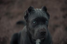 Conheça as 10 raças de cães com as mordidas mais fortes do mundo