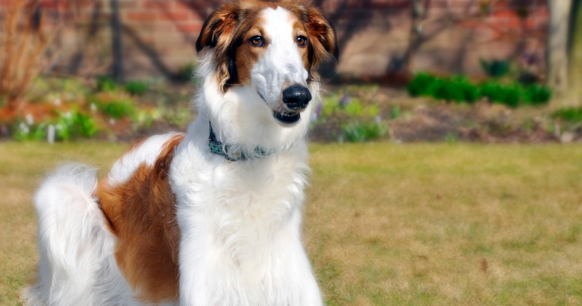 Beleza canina: conheça 9 raças de cães consideradas mais feias do mundo