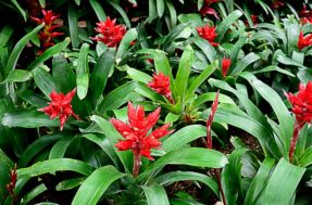 Flores laranja e lilás: nova espécie bromélia é descoberta no Brasil e vai deixar você sem fôlego