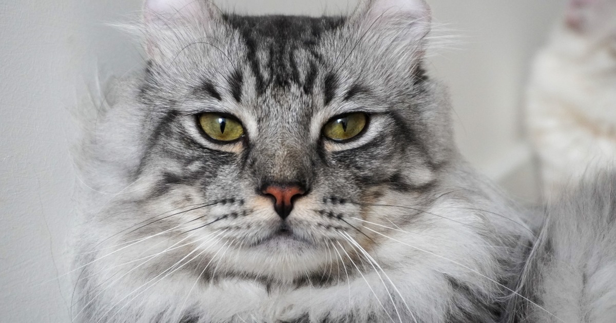 Descubra as 10 raças de gatos mais raras e surpreendentes do mundo