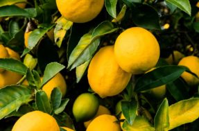 Pomar em casa: 8 árvores frutíferas que dão frutos sem enrolação
