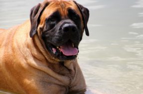 Gentis e leais: não se assuste com as 9 maiores raças de cães do mundo