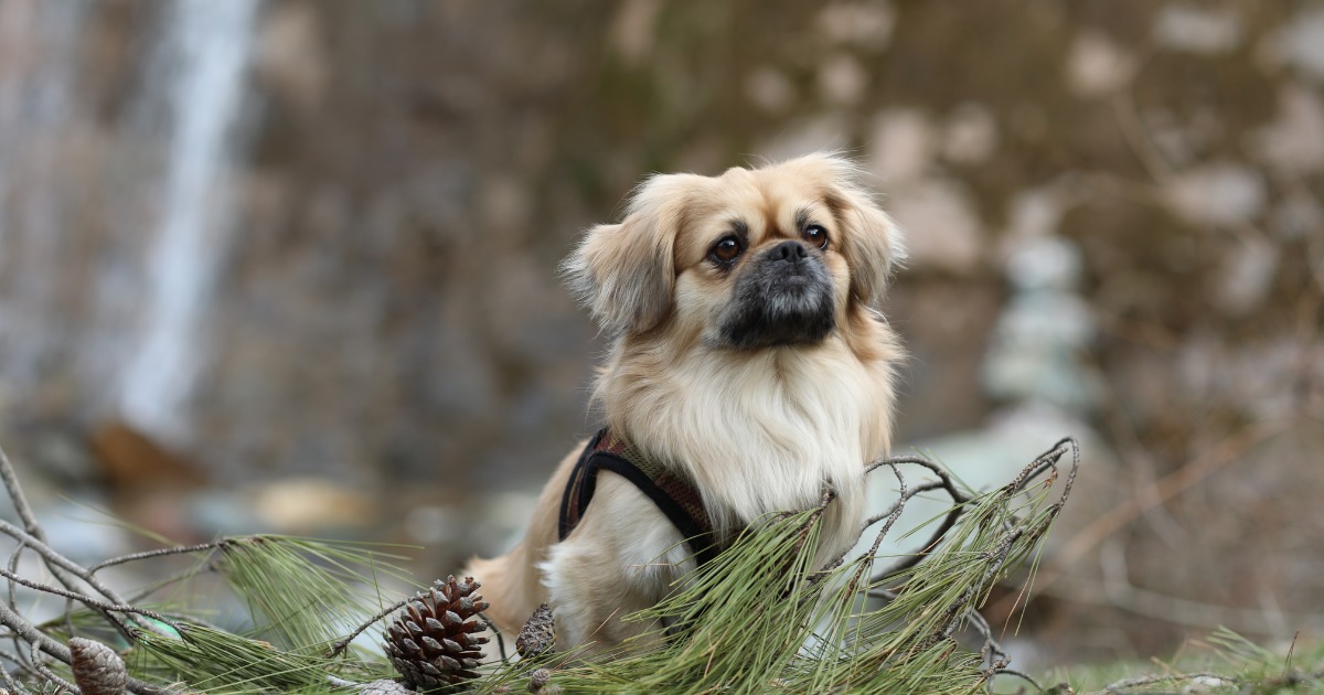 Beleza canina: conheça 9 raças de cães consideradas mais feias do mundo