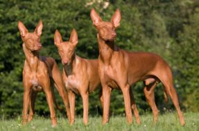 Saúde de ferro! 11 raças de cachorros que quase não vão ao veterinário