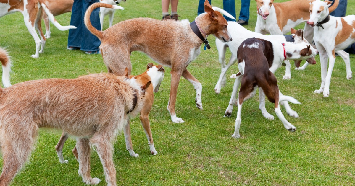Elegância canina: conheça as raças de cães mais chiques: confira aqui