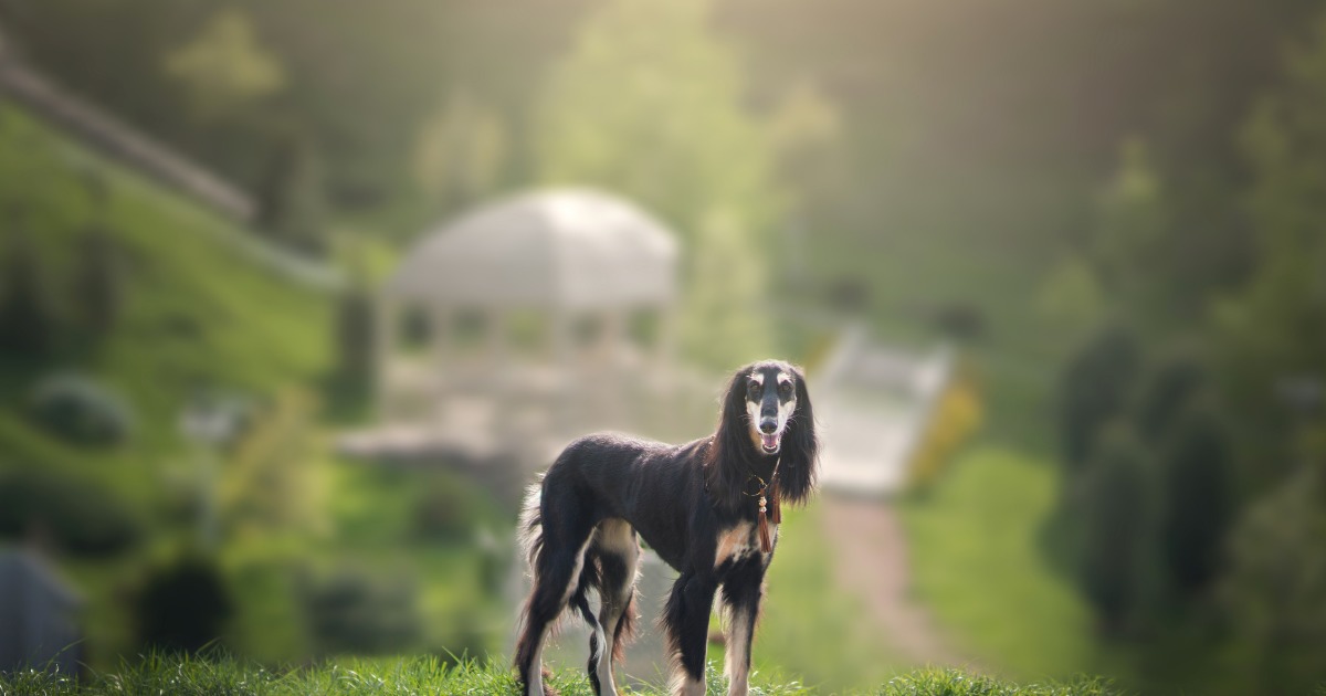 Saúde canina: conheça as 11 raças de cachorros mais saudáveis, segundo especialistas 