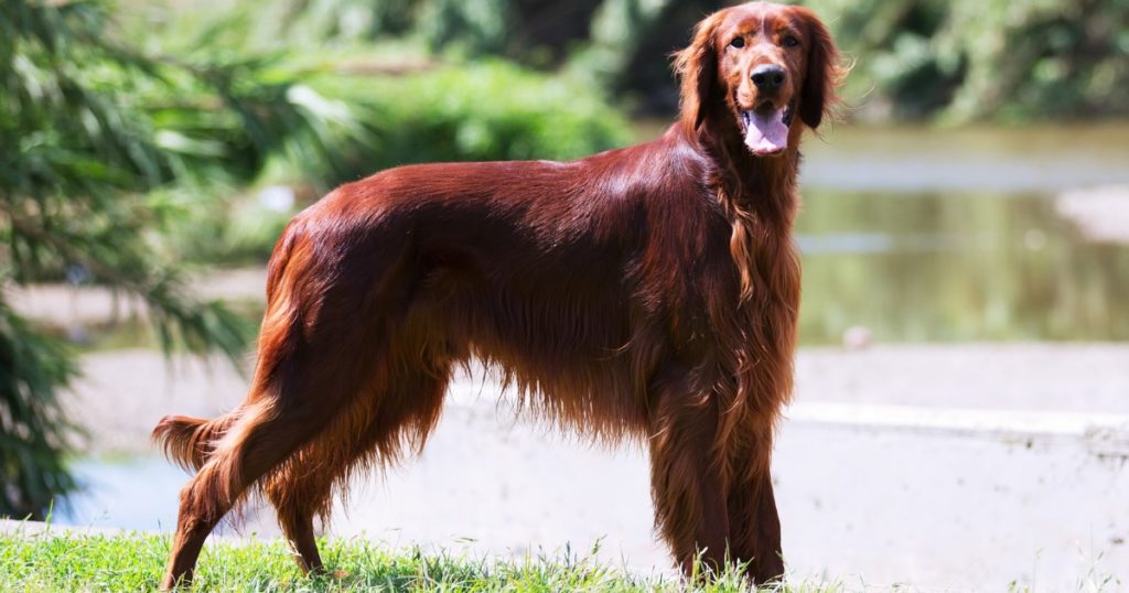 As 10 raças de cachorros mais amigáveis que conquistam os corações humanos 