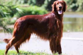 Lambeijos garantidos: conheça as 10 raças de cães mais amorosas e amigáveis