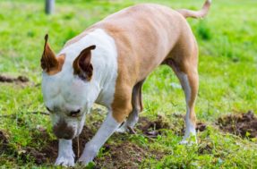 Por que os cachorros cavam buracos no quintal? Ciência explica o motivo