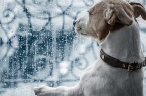 Cachorro com medo de chuva: 10 dicas poderosas que vão acalmar seu pet