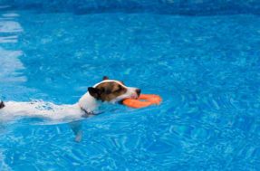 5 raças de cães que NÃO devem entrar na piscina, segundo veterinários