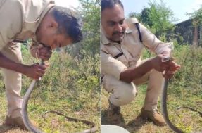 Assustador: policial salva vida de cobra venenosa com respiração boca a boca; veja o vídeo