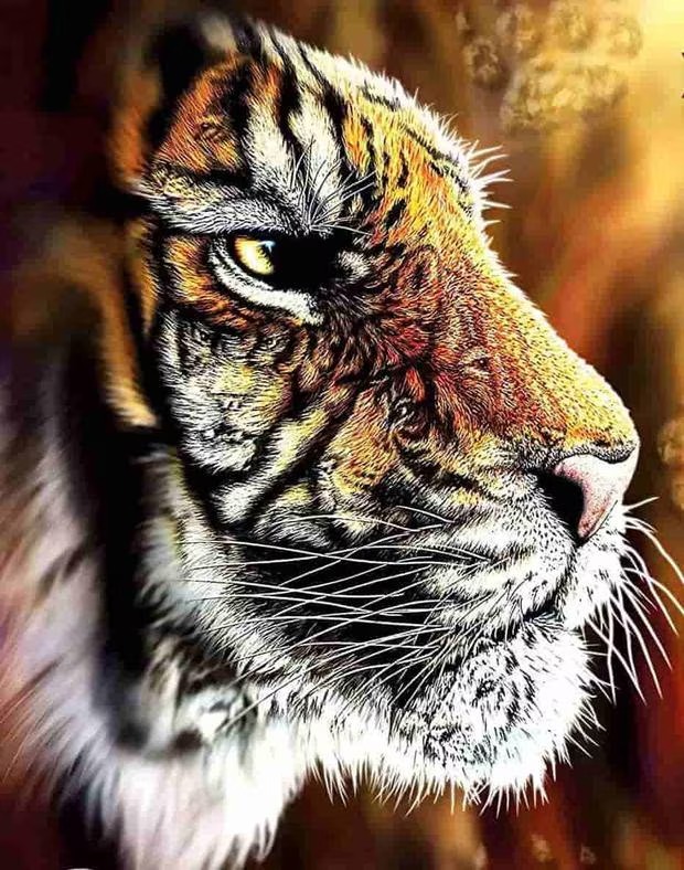 Desafio do tigre revela qual é o seu nível de habilidade visual; confira