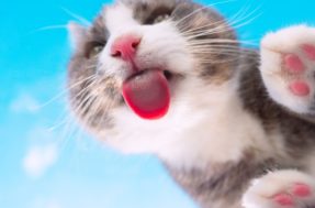 Gato com a língua para fora: 5 coisas que isso pode significar