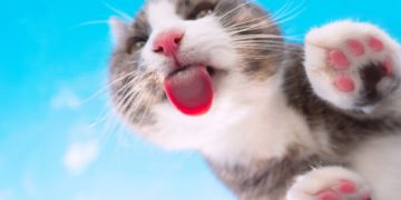 Você já viu um gato mostrando a língua? Conheça os principais motivos