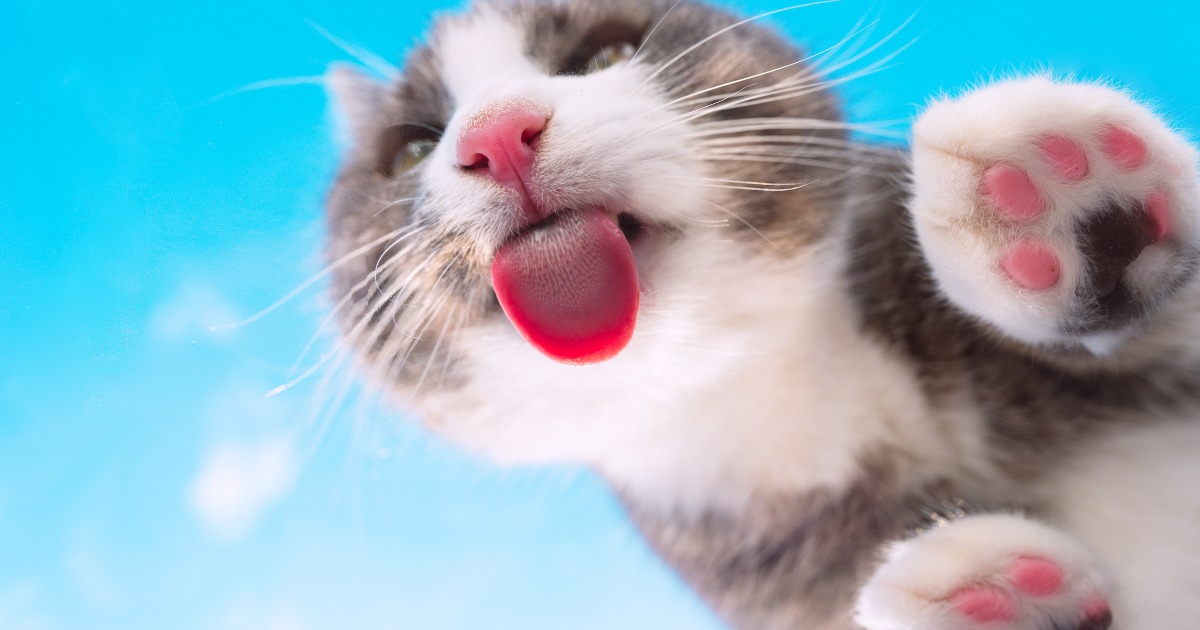 Gato com a língua para fora: 5 coisas que isso pode significar