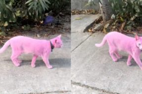 Gato pintado de rosa: web opina sobre viral e crava: ‘maus tratos’