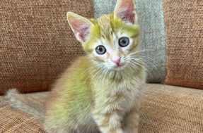 Milagre da natureza: homem adota gato exótico que nasceu com pelo verde