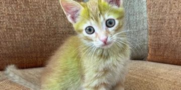 Eraser, o gato verde