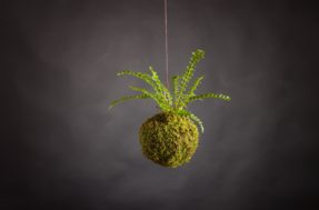 Kokedama: técnica japonesa que transforma plantas em obras de arte vira febre