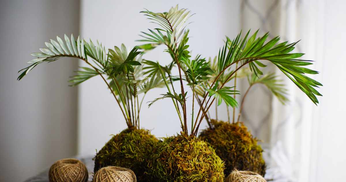 Kokedama: esta técnica japonesa transforma plantas em arte; confira