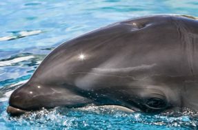 Orfinhos: cruzamento de orcas e golfinhos estão ‘causando’ na web
