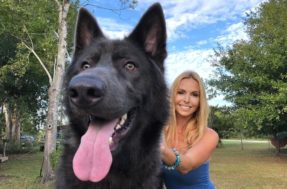 Pastor da Baía Azul: mulher cria nova raça de cães lobos; veja as fotos