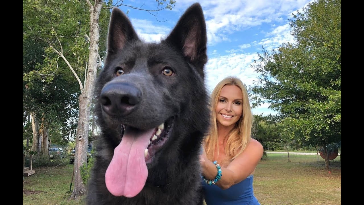 Pastor da Baía Azul: mulher cria nova raça de cães lobos; veja as fotos
