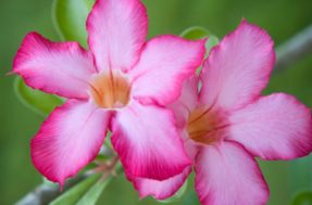 Domine o cultivo da Rosa do Deserto Grande: 6 segredos revelados