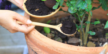 Inesperados, mas úteis: usos da borra de café para melhorar o seu jardim