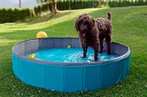 De olho na piscina: 5 cães não nadam tão bem e ficam vulneráveis