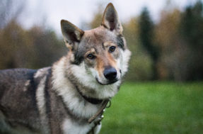 Assustadores, mas dóceis: nova raça que mistura lobos e cães é sucesso