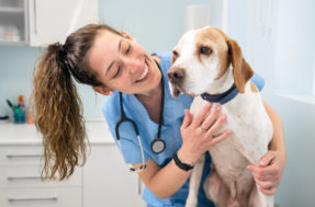 Orgulho do veterinário: 10 raças de cães que raramente ficam doentes