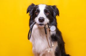 Saúde dos cães: 5 raças que adoecem fácil e como prevenir as doenças
