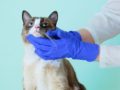 Infectologista faz alerta: doença transmitida por gatos está descontrola; entenda