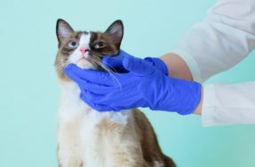 Todo cuidado é pouco: doença transmitida por gatos se espalha no Brasil