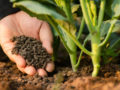 É fácil: aprenda a fazer o seu adubo orgânico para o bem das suas plantas
