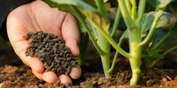 É fácil: aprenda a fazer o seu adubo orgânico para o bem das suas plantas