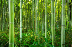 Um presságio: raro bambu-japonês cresce antes do esperado e preocupa