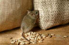 Este hábito comum é um grande erro que atrai os ratos para a sua casa
