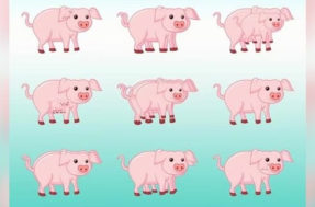 Parece fácil, mas não é: você consegue contar quantos porquinhos tem na imagem?