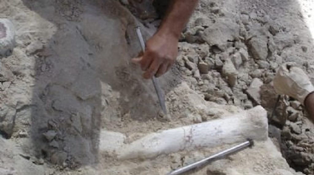 Dente de titanossauro é encontrado em Minas Gerais ((Imagem: Geoparque Uberaba/Reprodução)