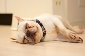 Dorminhocos ao extremo: 8 raças de cachorros que adoram tirar uma soneca