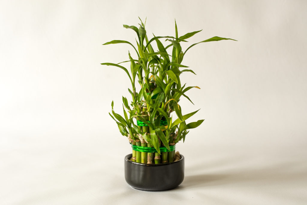 Mini Bambu