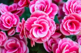 Begônias em flor: como cuidar dessa maravilha de folhagens ornamentais e coloridas